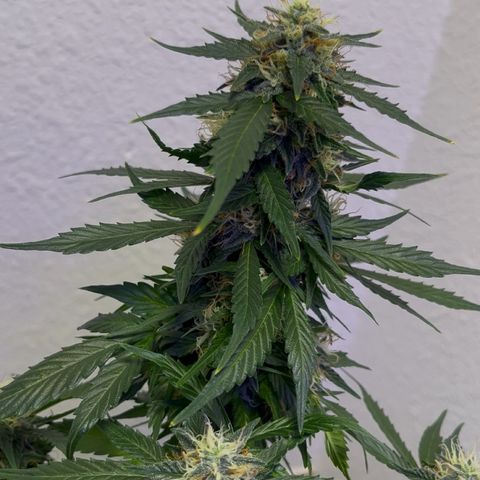 Auto Sour Diesel Haze growlog timeline photo