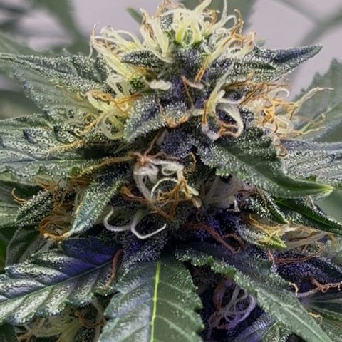 Auto Sour Diesel Haze growlog timeline photo