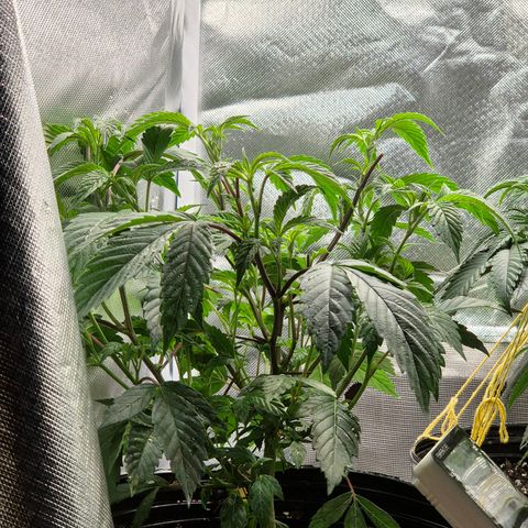 Nesquik growlog timeline photo