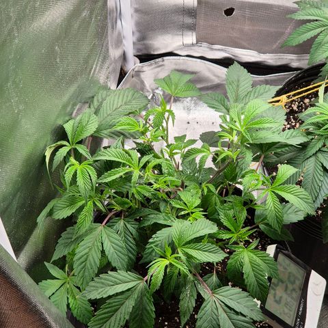 Nesquik growlog timeline photo