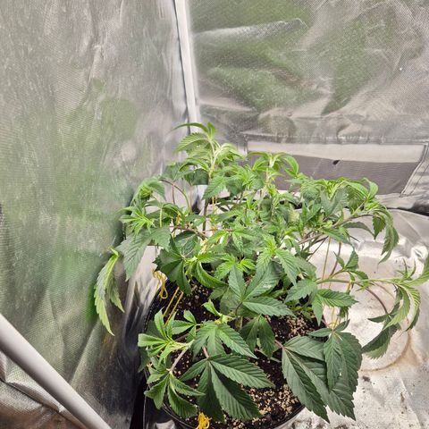 Nesquik growlog photo: Post lst