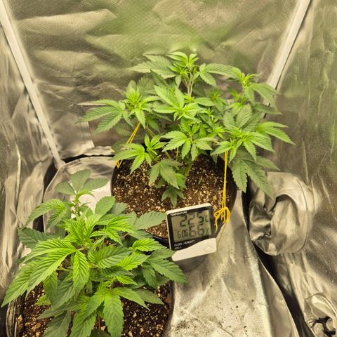 Nesquik growlog photo: Before apical