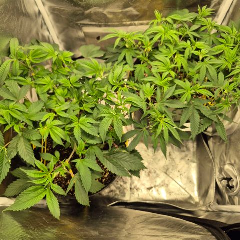 Nesquik growlog photo: After lst