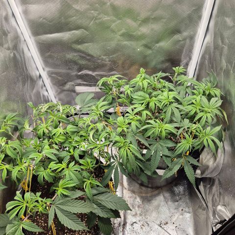Nesquik growlog photo: Defoliacion