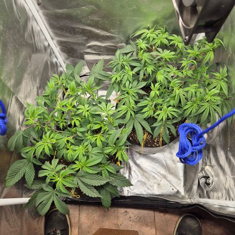 Nesquik growlog photo: Post defoliacion