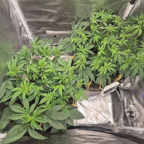 Nesquik growlog timeline photo