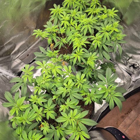 Nesquik growlog timeline photo