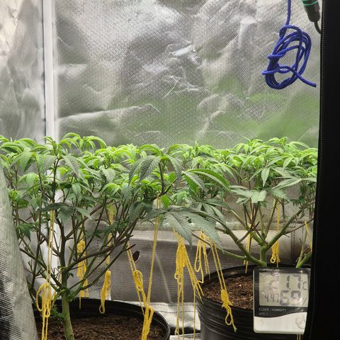 Nesquik growlog timeline photo