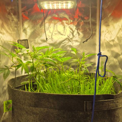 Nesquik growlog timeline photo