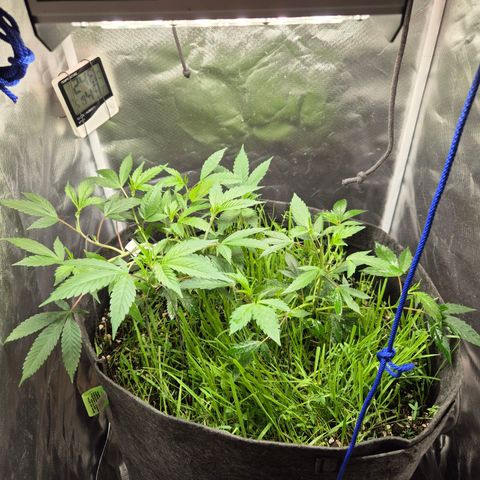 Nesquik growlog timeline photo