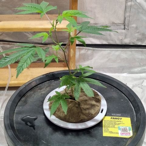 Fancy Nqn growlog timeline photo