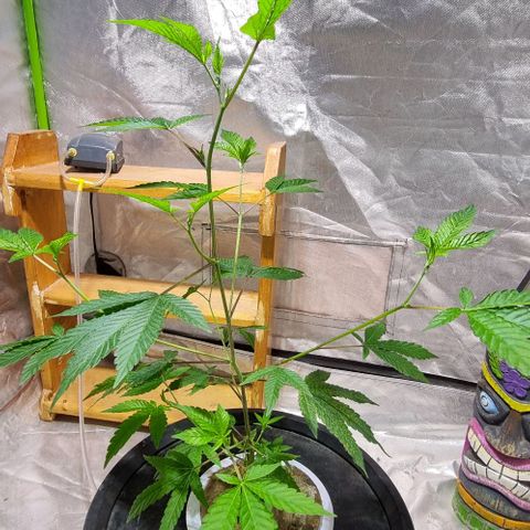 Fancy Nqn growlog timeline photo