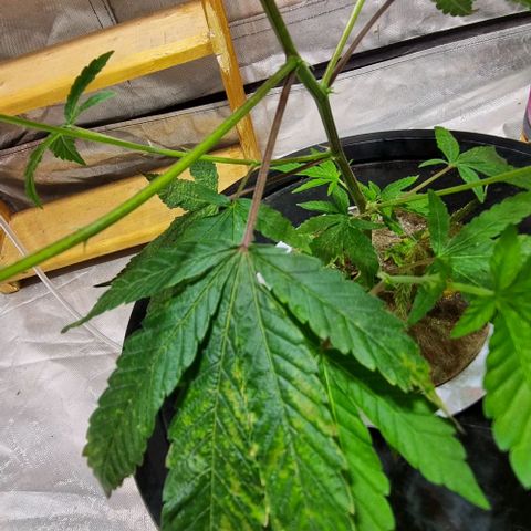 Fancy Nqn growlog timeline photo