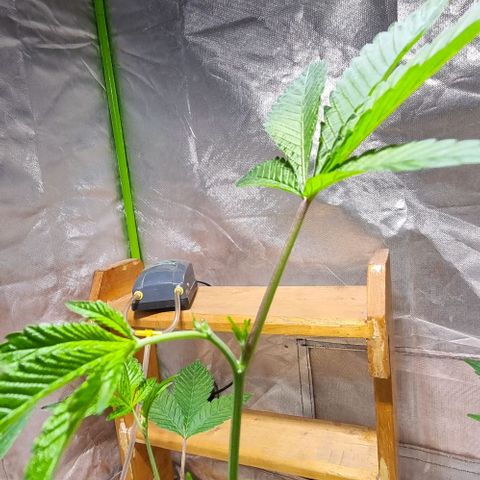 Fancy Nqn growlog timeline photo