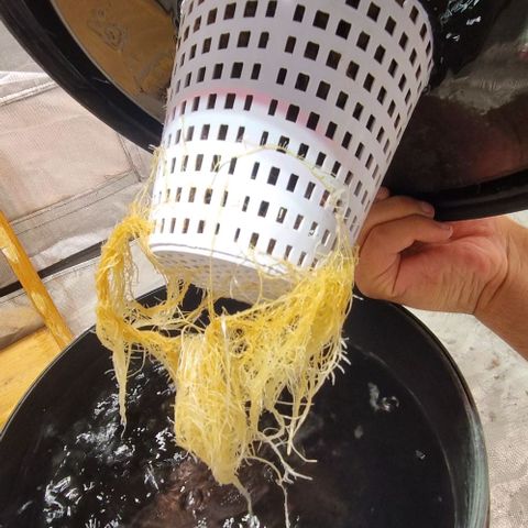 Fancy Nqn growlog timeline photo
