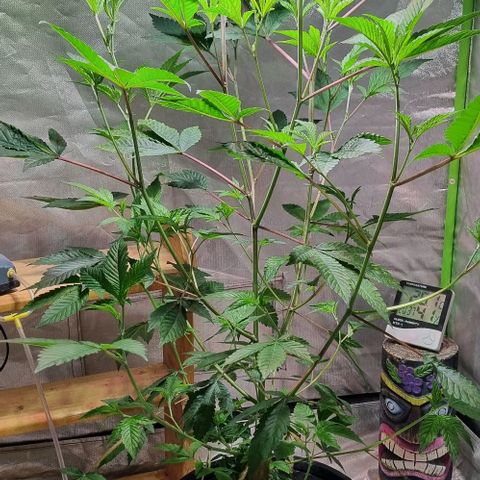 Fancy Nqn growlog timeline photo