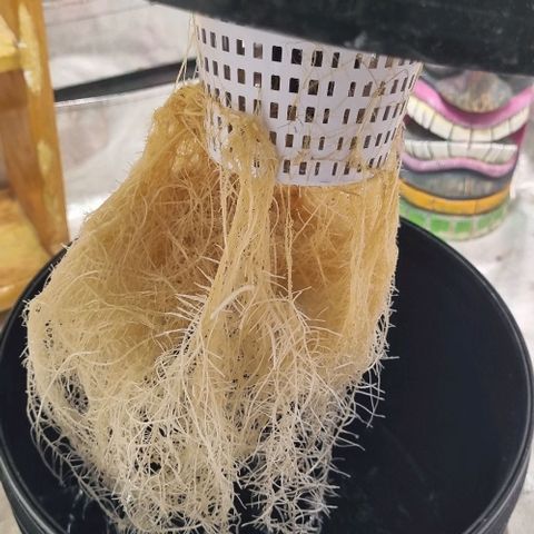 Fancy Nqn growlog timeline photo