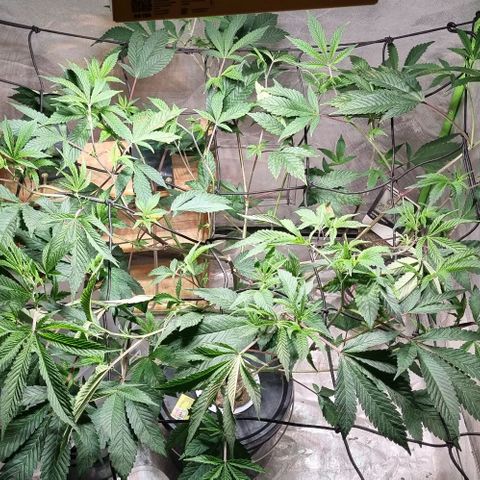 Fancy Nqn growlog timeline photo