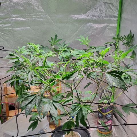 Fancy Nqn growlog timeline photo