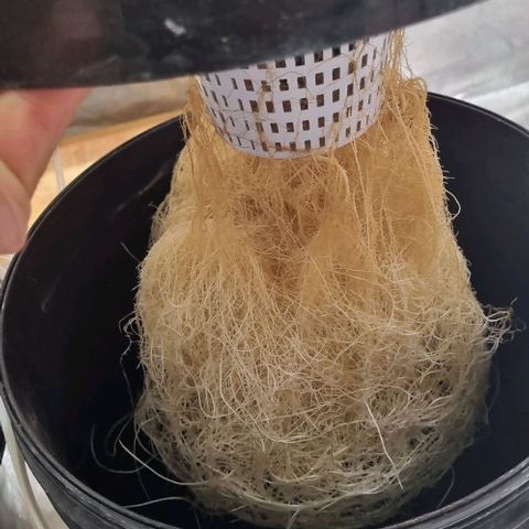 Fancy Nqn growlog timeline photo