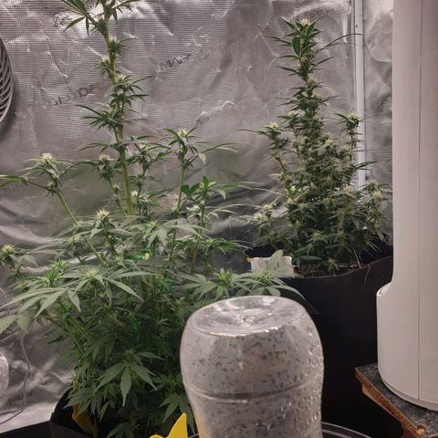 Frosty Acai Mintz growlog photo: Bin bis jz mehr wie begeistert von ihr sie hat schon ein interrsanten Namen gehabt Frosty ACAI Mintz und ich wollte sowieso mal samen von monkey GENETIKS ausprobieren und mal .testen was so in ihr steckt am Ende soll sie sogar lecker nach Blaubeeren duften und schmecken aber da lassen wir uns mal überraschen noch sind wir noch nicht soweit bis jz eine 10 von 10 aber warten wir mal ab wie ihre Jugend so verläuft 