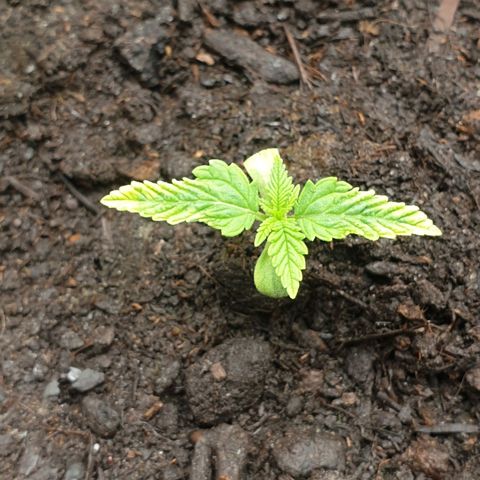 Frosty Acai Mintz growlog photo: Bin bis jz mehr wie begeistert von ihr sie hat schon ein interrsanten Namen gehabt Frosty ACAI Mintz und ich wollte sowieso mal samen von monkey GENETIKS ausprobieren und mal .testen was so in ihr steckt am Ende soll sie sogar lecker nach Blaubeeren duften und schmecken aber da lassen wir uns mal überraschen noch sind wir noch nicht soweit bis jz eine 10 von 10 aber warten wir mal ab wie ihre Jugend so verläuft 