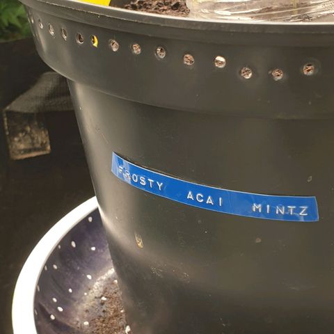 Frosty Acai Mintz growlog photo: Bin bis jz mehr wie begeistert von ihr sie hat schon ein interrsanten Namen gehabt Frosty ACAI Mintz und ich wollte sowieso mal samen von monkey GENETIKS ausprobieren und mal .testen was so in ihr steckt am Ende soll sie sogar lecker nach Blaubeeren duften und schmecken aber da lassen wir uns mal überraschen noch sind wir noch nicht soweit bis jz eine 10 von 10 aber warten wir mal ab wie ihre Jugend so verläuft 