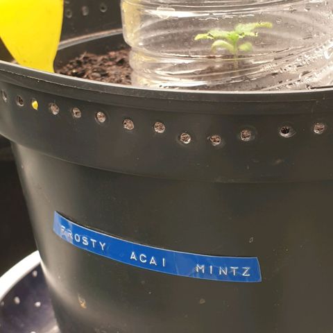 Frosty Acai Mintz growlog photo: Bin bis jz mehr wie begeistert von ihr sie hat schon ein interrsanten Namen gehabt Frosty ACAI Mintz und ich wollte sowieso mal samen von monkey GENETIKS ausprobieren und mal .testen was so in ihr steckt am Ende soll sie sogar lecker nach Blaubeeren duften und schmecken aber da lassen wir uns mal überraschen noch sind wir noch nicht soweit bis jz eine 10 von 10 aber warten wir mal ab wie ihre Jugend so verläuft 