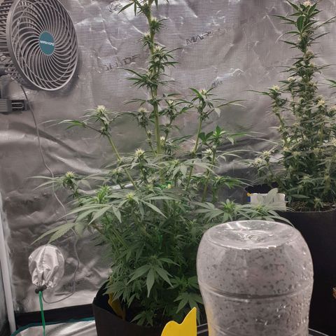 Frosty Acai Mintz growlog photo: Bin bis jz mehr wie begeistert von ihr sie hat schon ein interrsanten Namen gehabt Frosty ACAI Mintz und ich wollte sowieso mal samen von monkey GENETIKS ausprobieren und mal .testen was so in ihr steckt am Ende soll sie sogar lecker nach Blaubeeren duften und schmecken aber da lassen wir uns mal überraschen noch sind wir noch nicht soweit bis jz eine 10 von 10 aber warten wir mal ab wie ihre Jugend so verläuft 