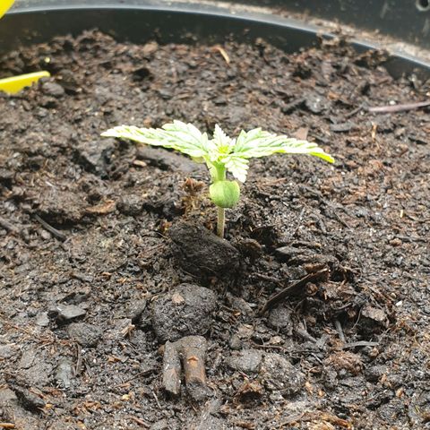Frosty Acai Mintz growlog photo: Bin bis jz mehr wie begeistert von ihr sie hat schon ein interrsanten Namen gehabt Frosty ACAI Mintz und ich wollte sowieso mal samen von monkey GENETIKS ausprobieren und mal .testen was so in ihr steckt am Ende soll sie sogar lecker nach Blaubeeren duften und schmecken aber da lassen wir uns mal überraschen noch sind wir noch nicht soweit bis jz eine 10 von 10 aber warten wir mal ab wie ihre Jugend so verläuft 