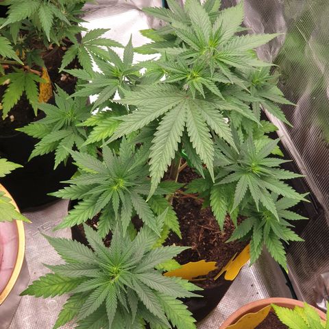 Frosty Acai Mintz growlog timeline photo
