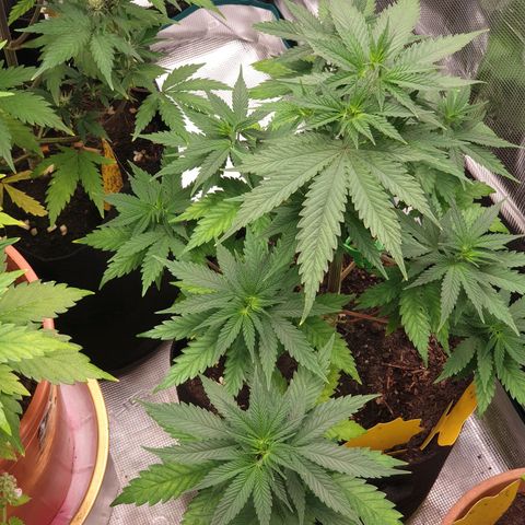 Frosty Acai Mintz growlog timeline photo