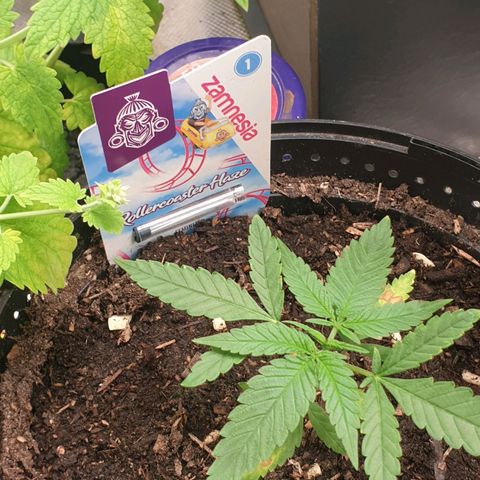 ROLLERCOASTER HAZE  growlog timeline photo