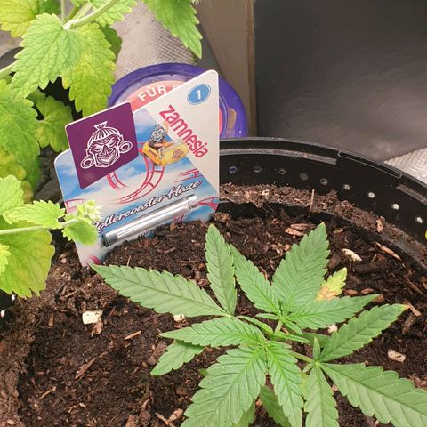 ROLLERCOASTER HAZE  growlog timeline photo