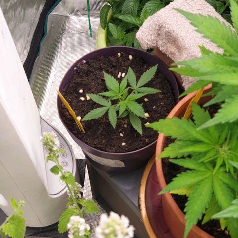TRAINWRECK growlog timeline photo