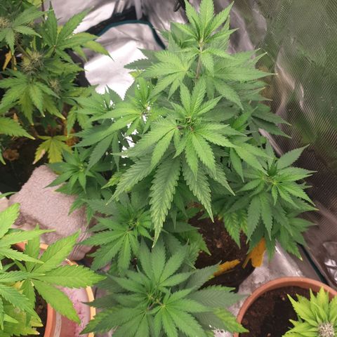 Frosty Acai Mintz growlog timeline photo
