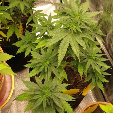 Frosty Acai Mintz growlog timeline photo
