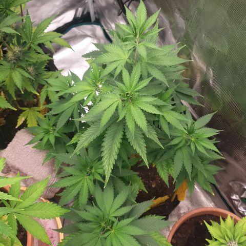 Frosty Acai Mintz growlog timeline photo