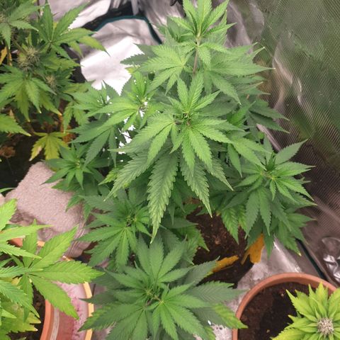 Frosty Acai Mintz growlog timeline photo