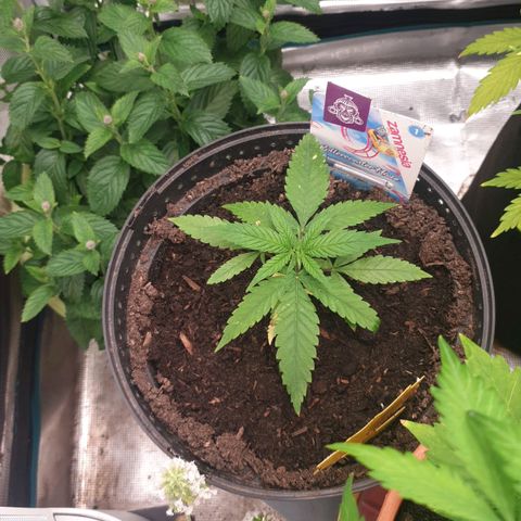 ROLLERCOASTER HAZE  growlog timeline photo
