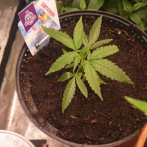 ROLLERCOASTER HAZE  growlog timeline photo