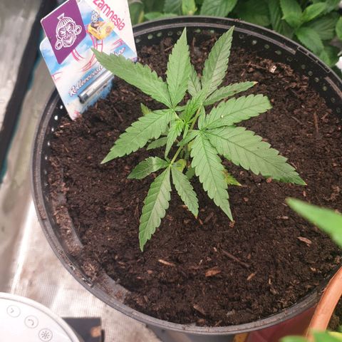 ROLLERCOASTER HAZE  growlog timeline photo