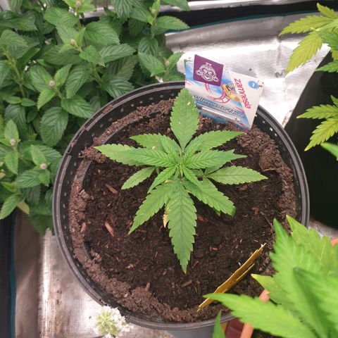 ROLLERCOASTER HAZE  growlog timeline photo