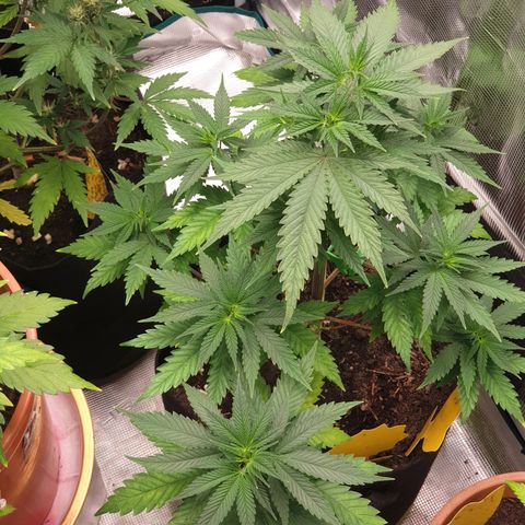 Frosty Acai Mintz growlog timeline photo