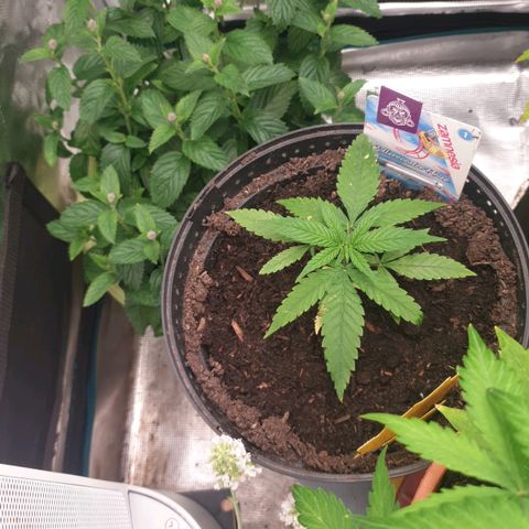 ROLLERCOASTER HAZE  growlog timeline photo