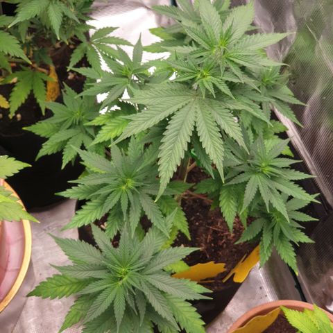 Frosty Acai Mintz growlog timeline photo