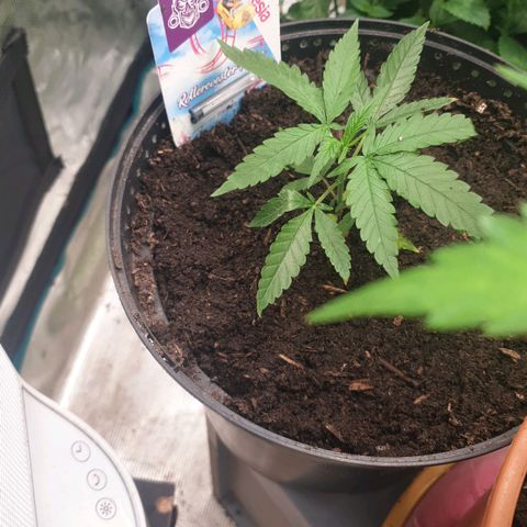 ROLLERCOASTER HAZE  growlog timeline photo