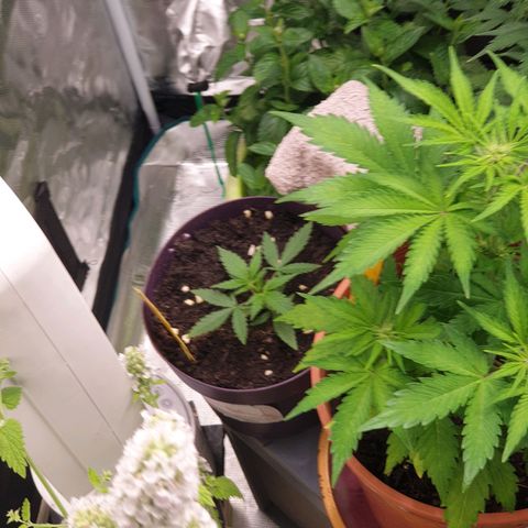 TRAINWRECK growlog timeline photo