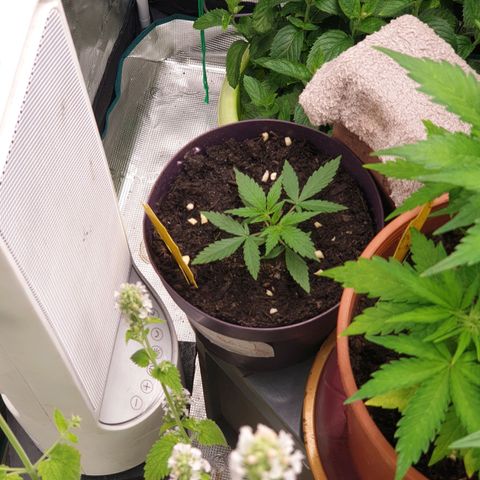TRAINWRECK growlog timeline photo