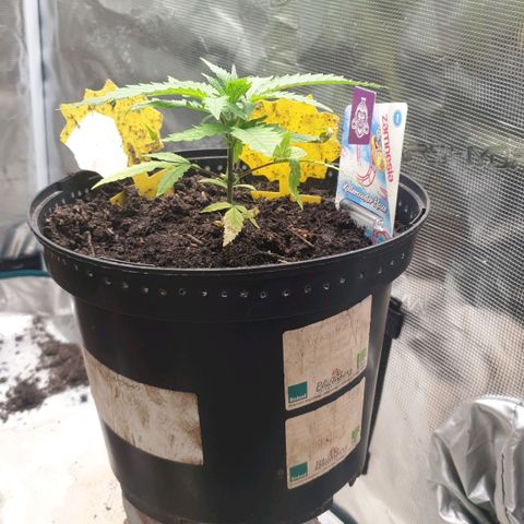 ROLLERCOASTER HAZE  growlog timeline photo